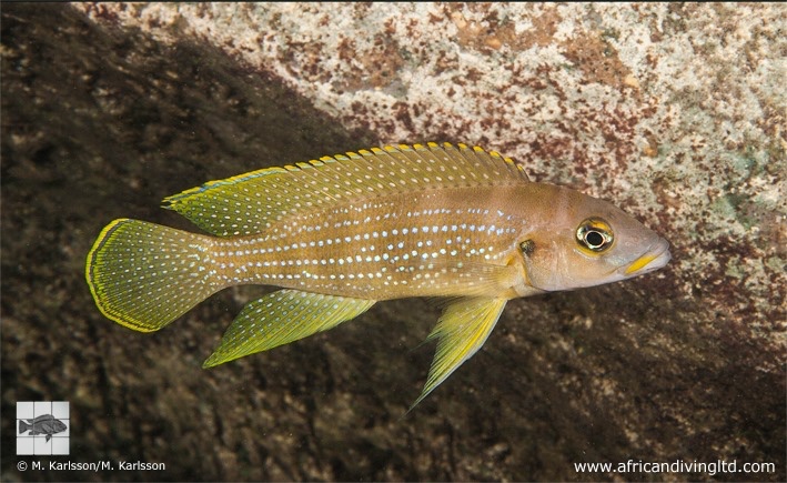 Neolamprologus tetracanthus 'Popo Point'